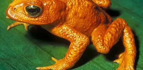 Disappearing Frogs in Costa Rica Monteverde