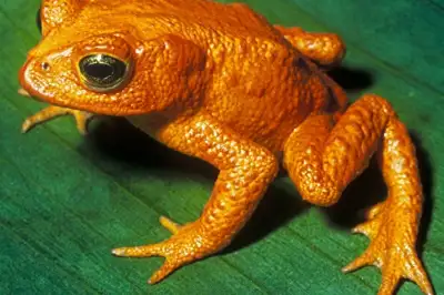 Disappearing Frog in Monteverde