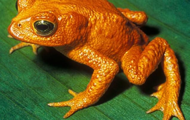 Disappearing Frog in Monteverde