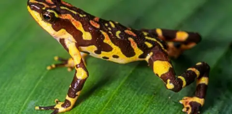 Harlequin Frog Costa Rica Monteverde
