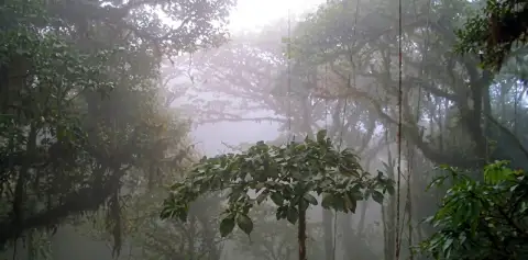 Misty Forests Monteverde Cloud Forest