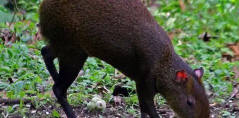 Monitoring Wildlife Costa Rica