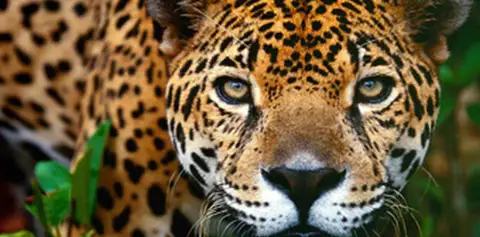 jaguar