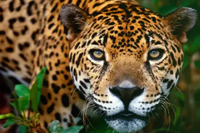 Monitoring Wildlife with Hidden Cameras Costa Rica