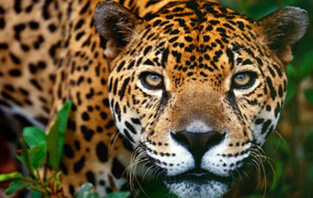 Monitoring Wildlife with Hidden Cameras Costa Rica