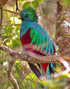 The Famous Quetzals of Monteverde The Famous Quetzals of Monteverde Costa Rica