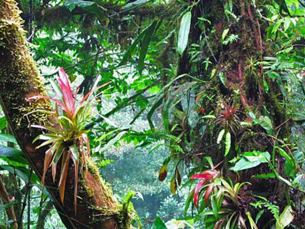 Monteverde Cloud Forest The Monteverde Cloud Forest