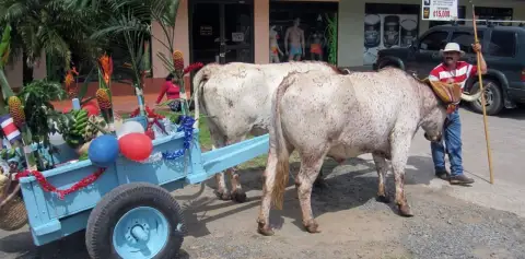 Ox Cart Monteverde Costa Rica