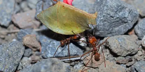 Industrious Leaf-cutter Ants of Monteverde