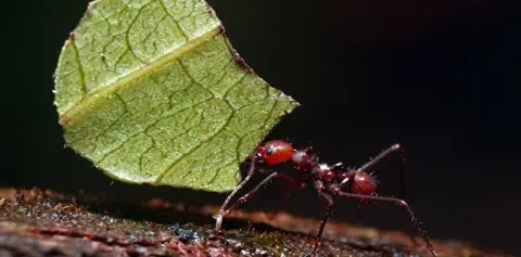 Leaf-cutter Ants in Monteverde Forest