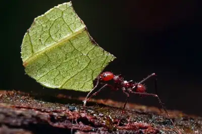 The Leaf-cutter Ants of Monteverde Costa Rica