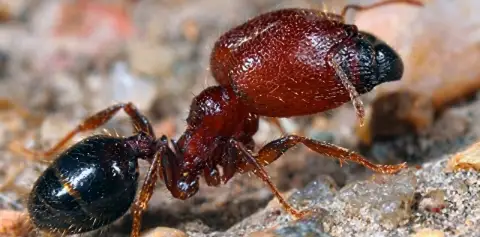 Leaf-cutter Soldier Ant Monteverde