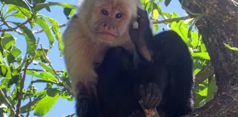 monkeys costa rica