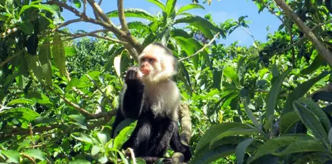 monkey garden at Desafio Monteverde