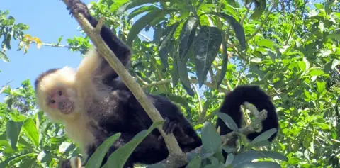 Capuchin Monkeys Costa Rica