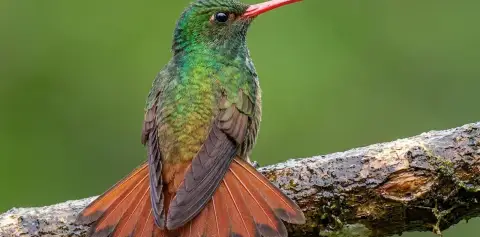 Costa Rica Hummingbirds