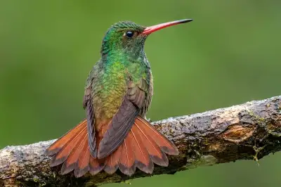 Monkey and Hummingbirds Costa Rica