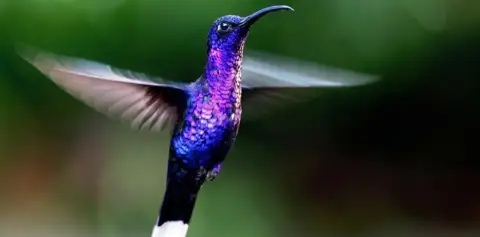 Hummingbird Garden Costa Rica Desafio Office