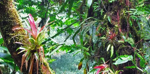 Plant Life Monteverde Costa Rica