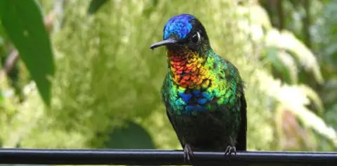 Jewel-like Hummingbirds Monteverde Costa Rica