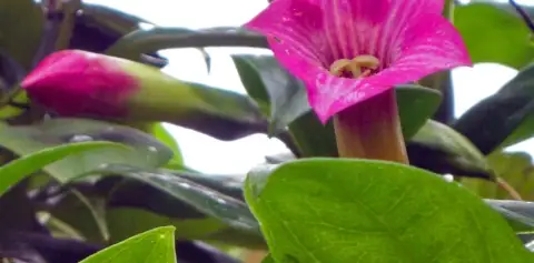 Beautiful Orchids Monteverde Costa Rica