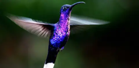 Hummingbirds of Monteverde Costa Rica