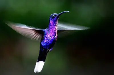 Monteverde Orchids and Hummingbirds