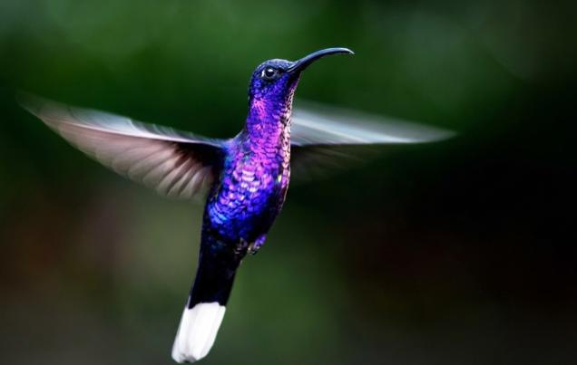 Monteverde Orchids and Hummingbirds