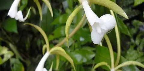 Orchids Mystical Plants of Costa Rica