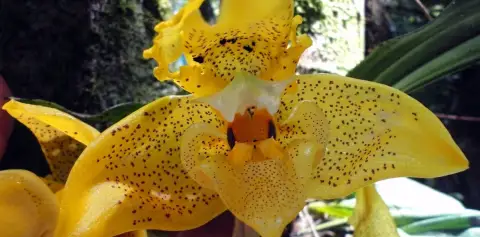 Orchids Monteverde Costa Rica