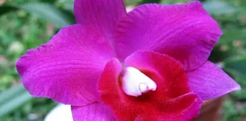Colorful Orchid Monteverde Cloud Forest