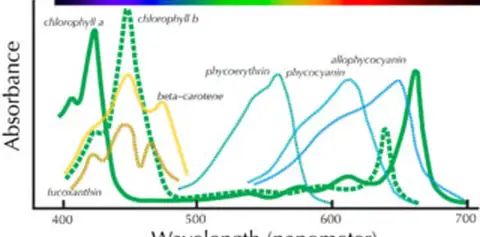 Pigment Spectra