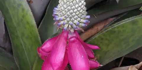 Bromeliad