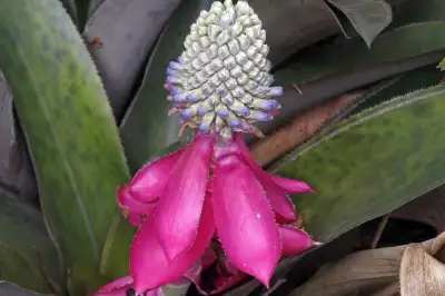 Monteverde Cloud Forest a Riot of Color