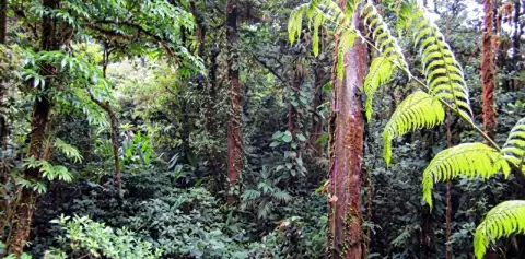 Cloud Forest Trees Monteverde