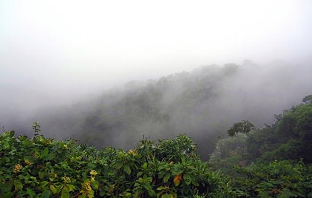 Thirsty Forests Costa Rica