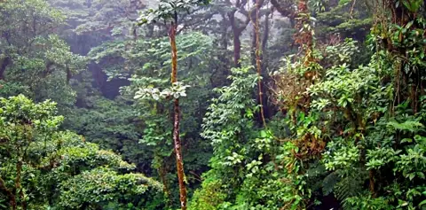 Thirsty Forests Monteverde Cloud Forests Costa Rica
