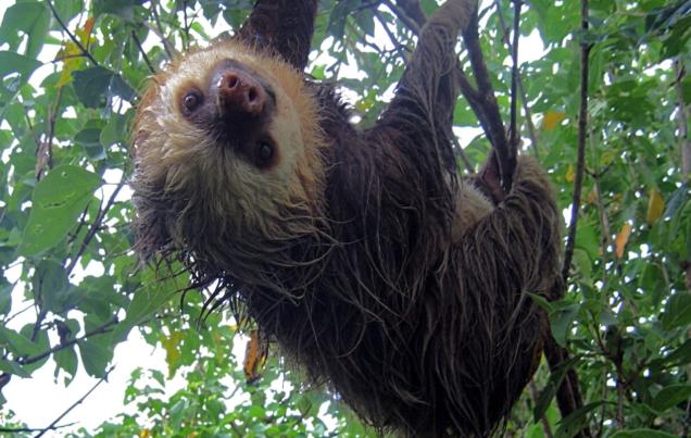 Monteverde Costa Rica Cloud Forest Ecology
