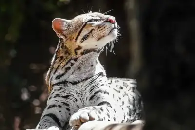 Wild Cats of Monteverde Costa Rica
