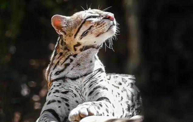 Wild Cats of Monteverde Costa Rica