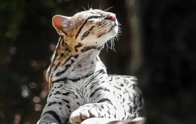Wild Cats of Monteverde Costa Rica