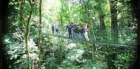 Aventura Canopy Tour Monteverde Costa Rica Bridges
