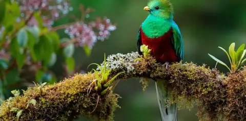 Bird Watching Tours in Monteverde Costa Rica