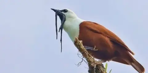 Bird Watching Tours in Monteverde Costa Rica