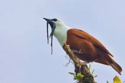 Bird Watching Tours Monteverde Costa Rica