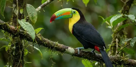 Bird Watching Tours in Monteverde Costa Rica