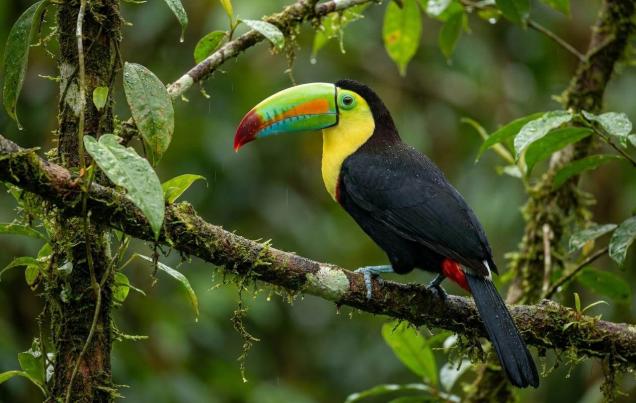 Costa Rica Eco Tours