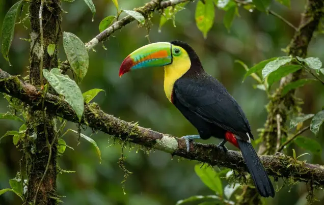 Costa Rica Eco Tours