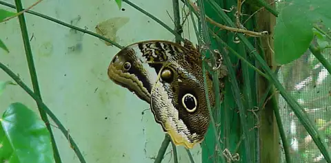 Butterfly Garden Tour