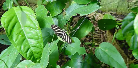 Monteverde Costa Rica Butterfly Garden